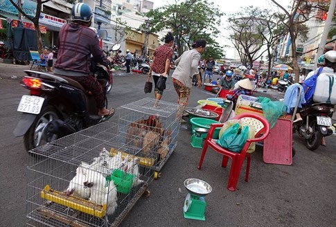 Sẽ cấm bán gà vịt sống tại chợ? - ảnh 3