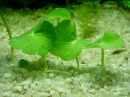 Khách Sạn Phố Cổ Bình Thạnh Khách Sạn Phố Cổ Bình Thạnh