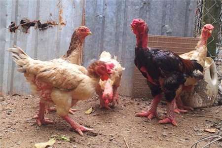 Khách Sạn Phố Cổ Bình Thạnh