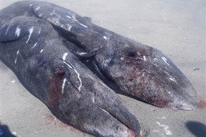 Khách Sạn Phố Cổ Bình Thạnh