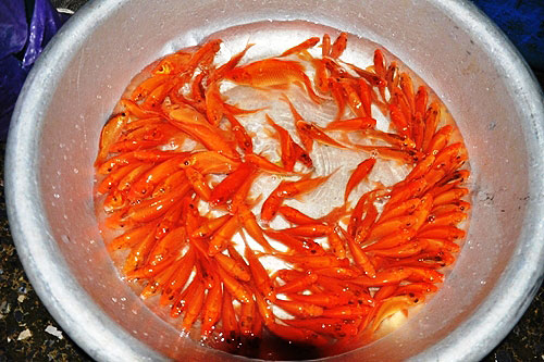 Khách Sạn Phố Cổ Bình Thạnh Khách Sạn Phố Cổ Bình Thạnh