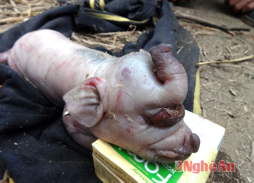 Khách Sạn Phố Cổ Bình Thạnh