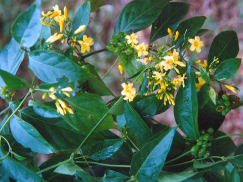 Khách Sạn Phố Cổ Bình Thạnh