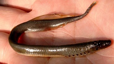 Khách Sạn Phố Cổ Bình Thạnh