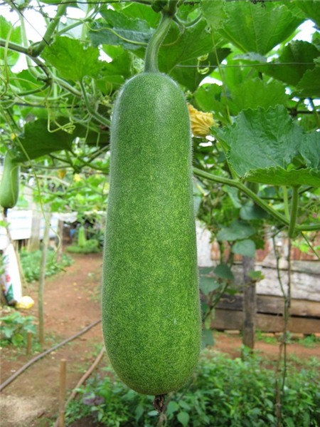 Khách Sạn Phố Cổ Bình Thạnh Khách Sạn Phố Cổ Bình Thạnh