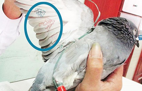 Khách Sạn Phố Cổ Bình Thạnh