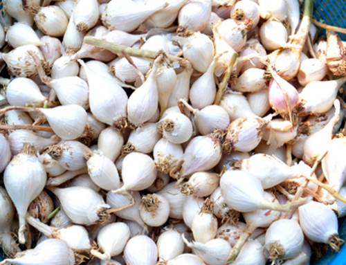 Khách Sạn Phố Cổ Bình Thạnh