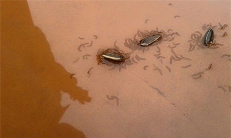 Khách Sạn Phố Cổ Bình Thạnh